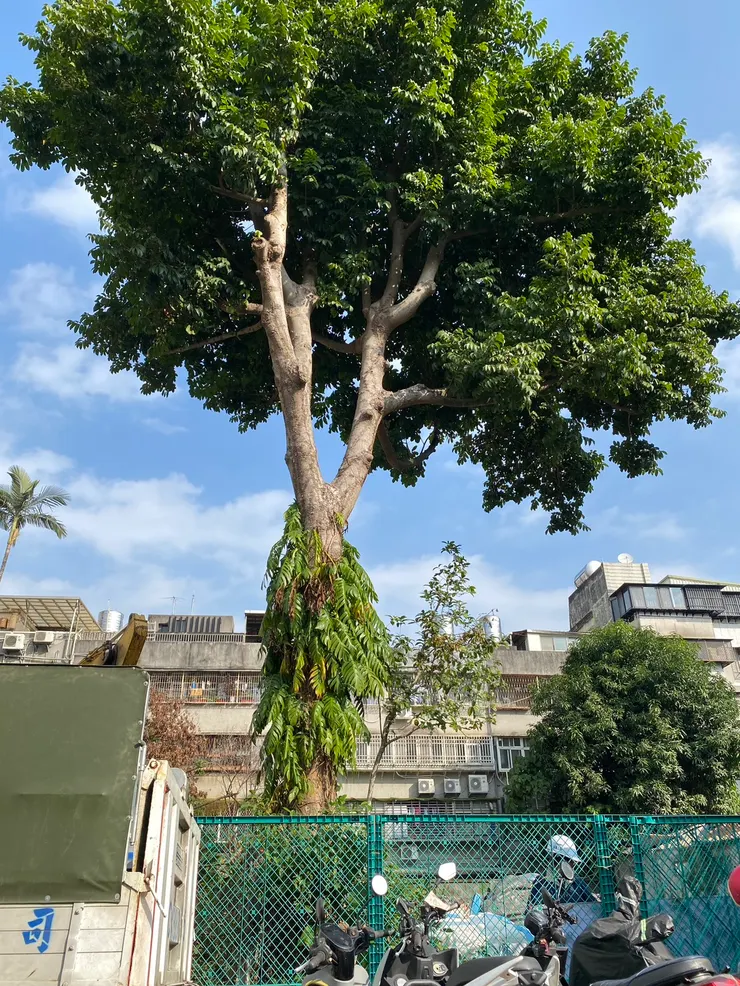 齊豫首次獻唱〈橄欖樹〉，就在這棵橄欖樹下....