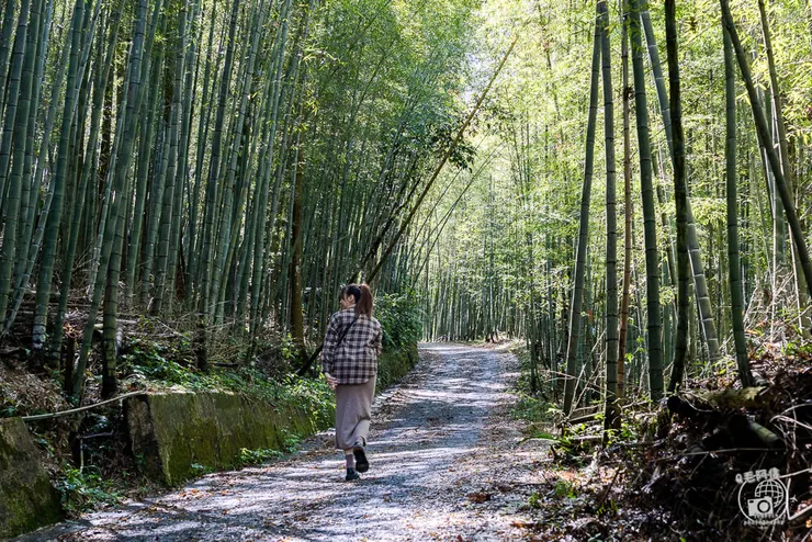 竹林茶席,瑞里茶席,瑞里茶葉,瑞里體驗,瑞里綠色隧道,綠色隧道,瑞里秘境,竹林小徑,瑞里竹林,阿里山秘境,瑞里景點,阿里山景點,嘉義景點,阿里山步道,瑞里步道