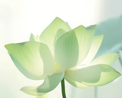 慧林無畏．金剛安樂