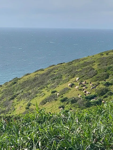 ▲回程時再遇母鹿，她們離開原來休息的地方，覓食去了