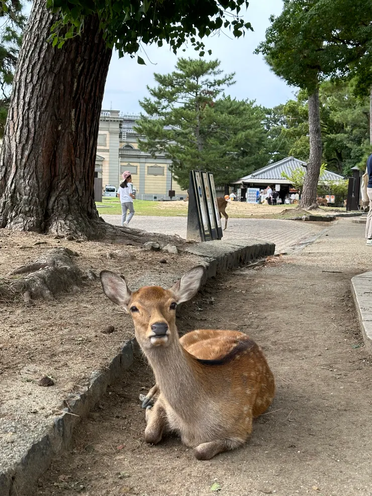 2023.10享受悠閒午後的奈良鹿