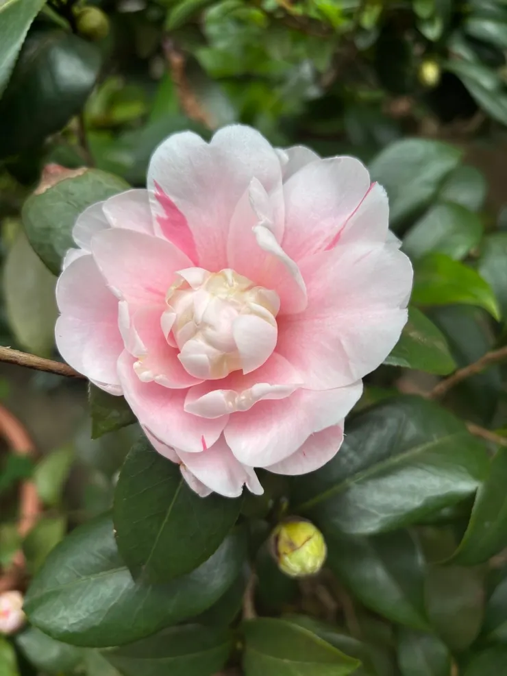 媽媽拍的山茶花