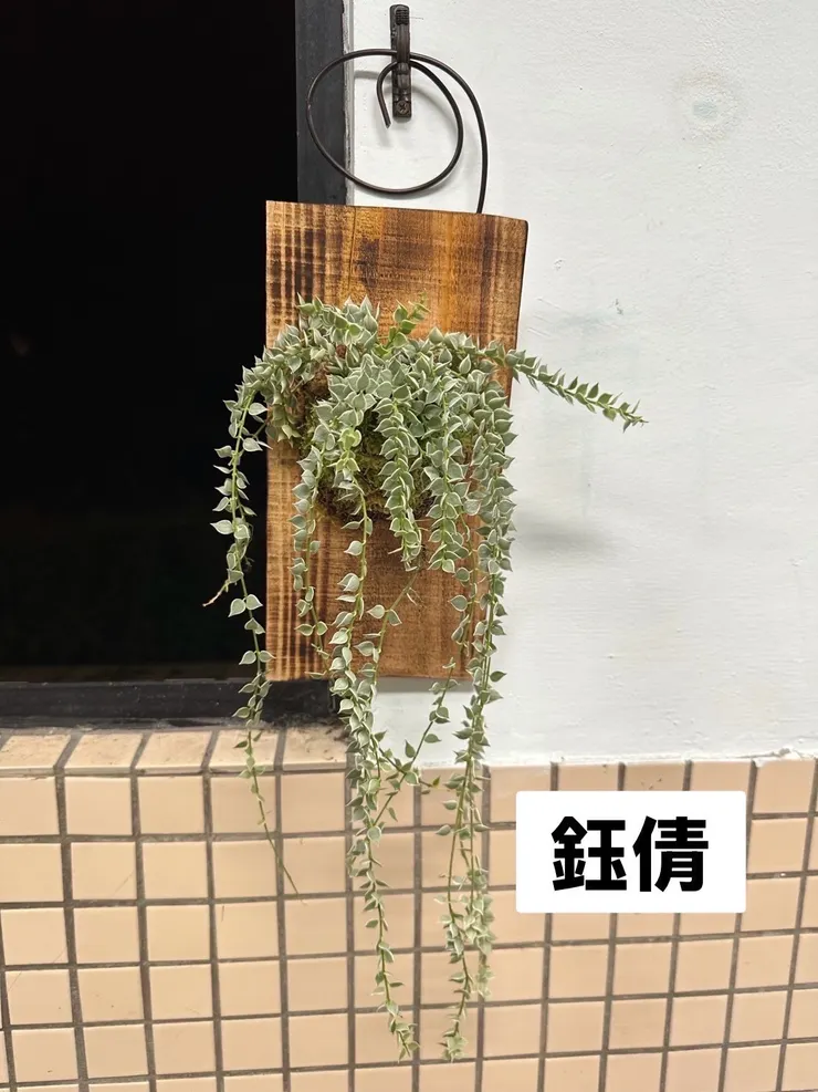 植物上板