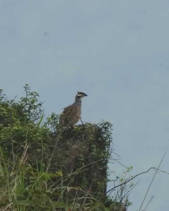 中華鷓鴣(有關中華鷓鴣，可參考下一篇的連結)