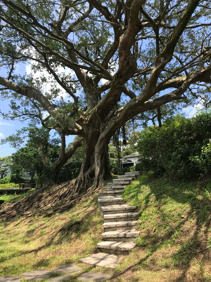湖邊大樹，如果坐在階梯上拍照，畫面應該會很美。