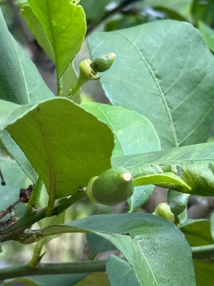 2026/04/11 檸檬樹開始要長檸檬了