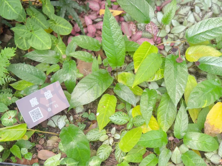 台北典藏植物園｜魔盤