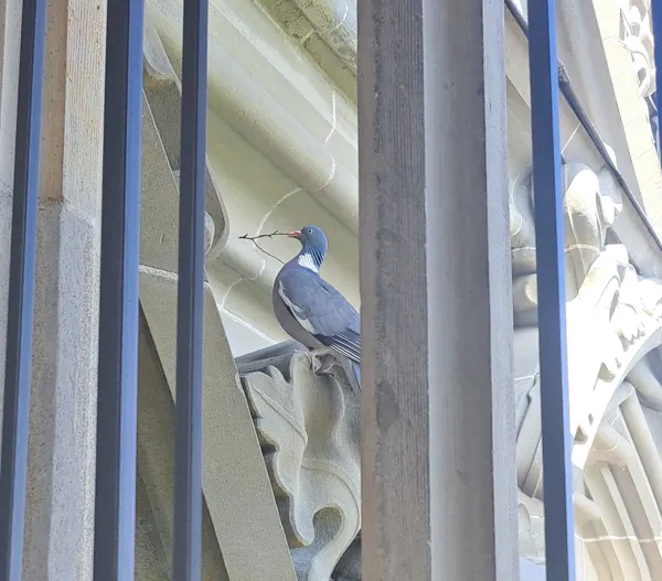 爬到一半...神鴿飛來築巢