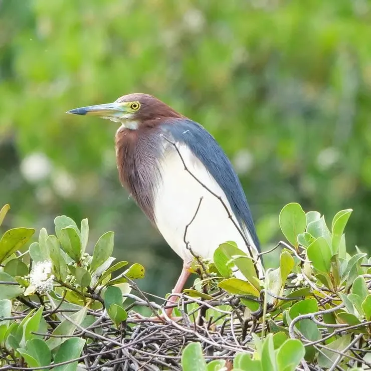 池鷺顏色則比較鮮豔