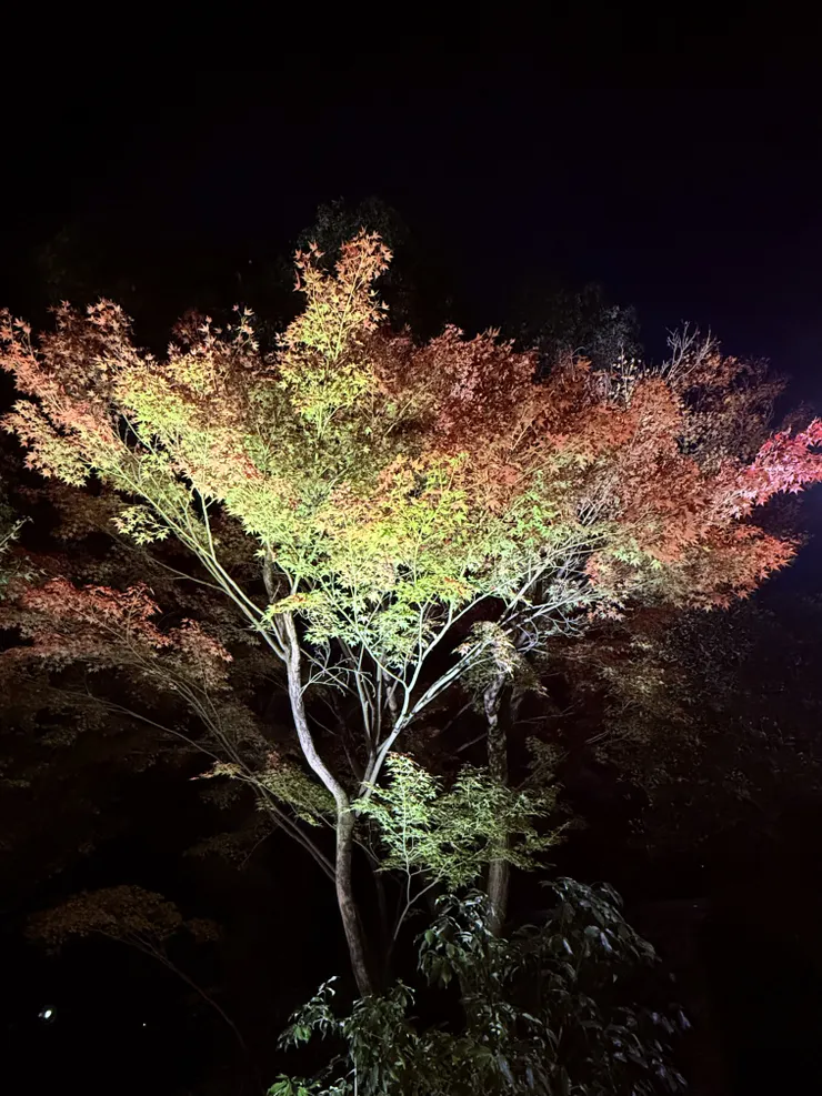 2024平等院鳳翔館旁的一株瘦弱楓樹