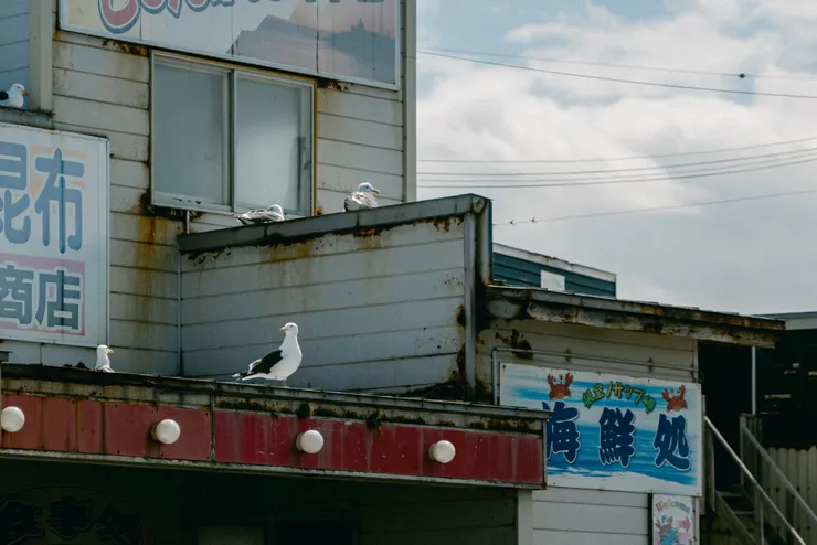 滋潤的海鷗先生們