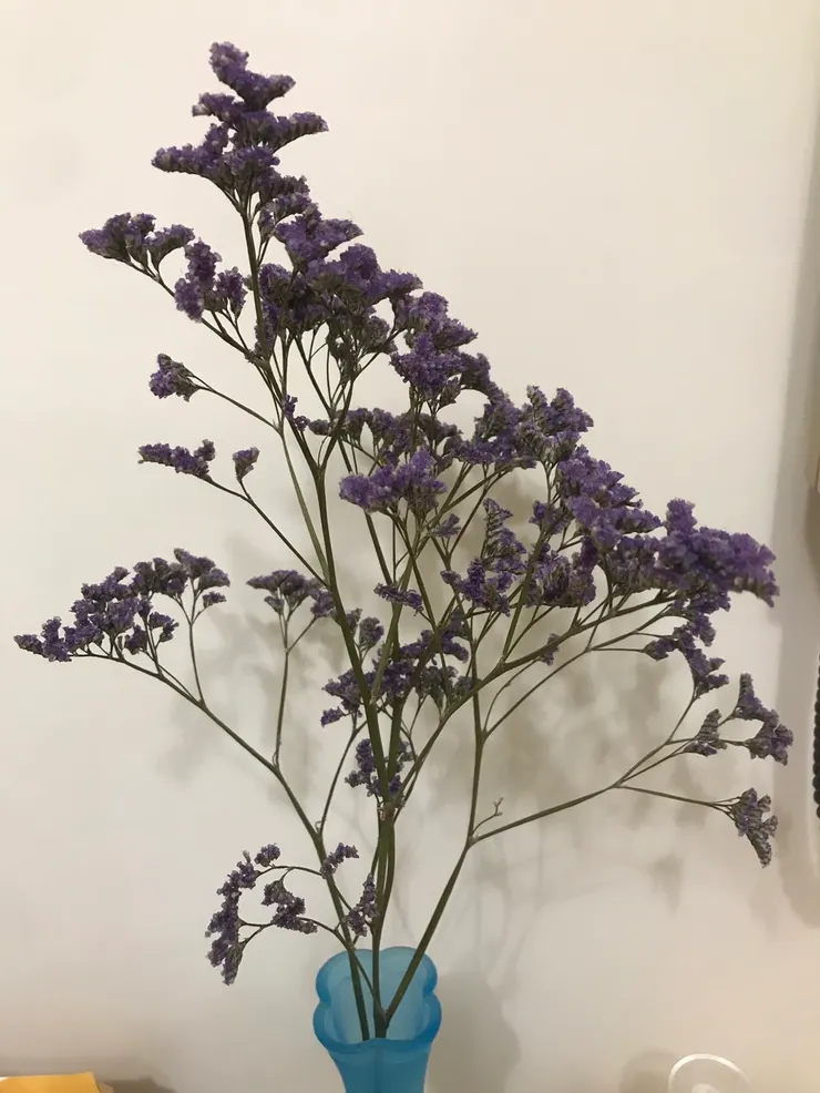 2024-4-23拍攝乾燥化的星晨花