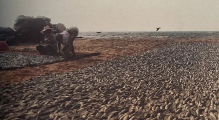 為了整理魚貨，腰部彎成九十度的老婆婆（截自《啟程，同感脆弱的世界》）