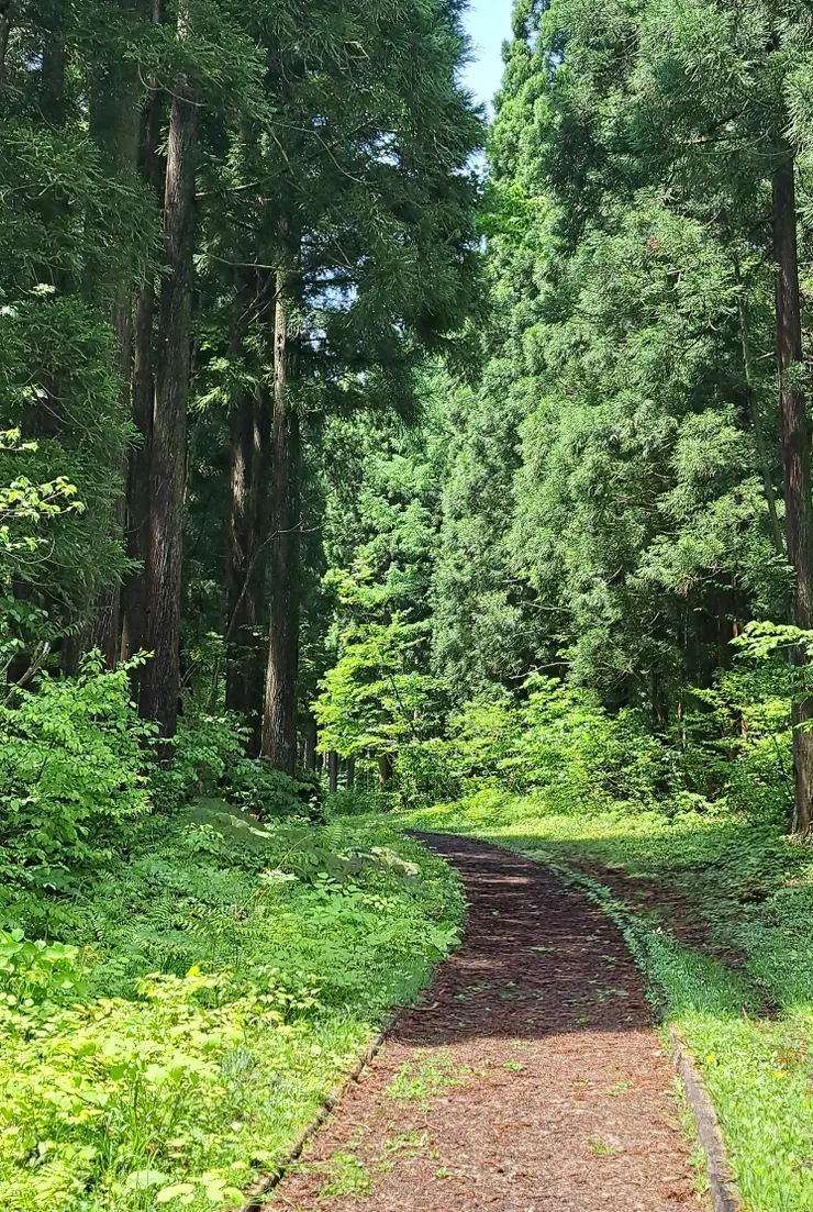 信州信濃町 癒しの森的森林療癒步道，步道設計不能太寬、也不能過窄/攝影:NANA濕婦
