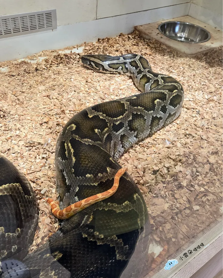 大蛇小蛇在一起感覺好可愛