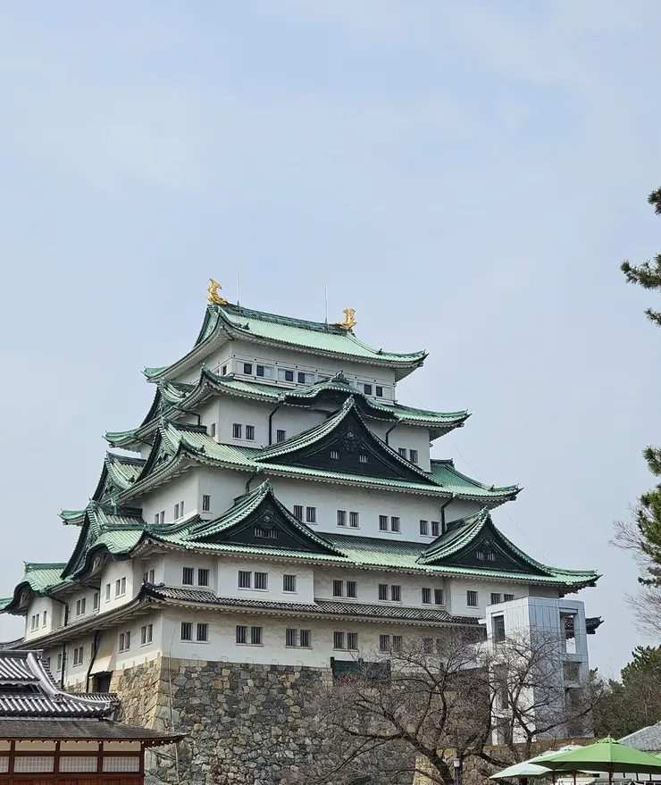 名古屋城染井吉野櫻大多還沒開