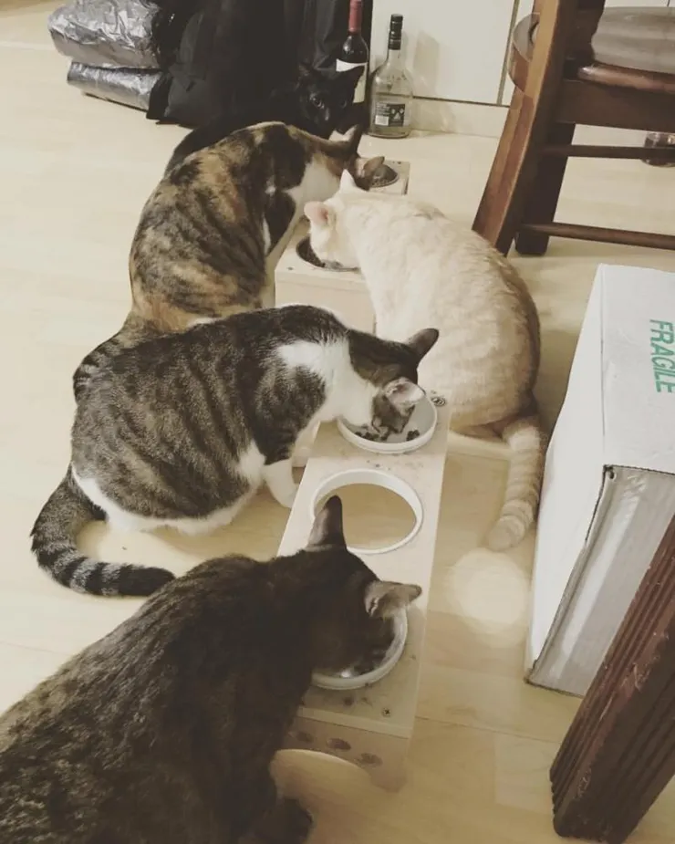 朋友家的貓，來源(他的臉書)