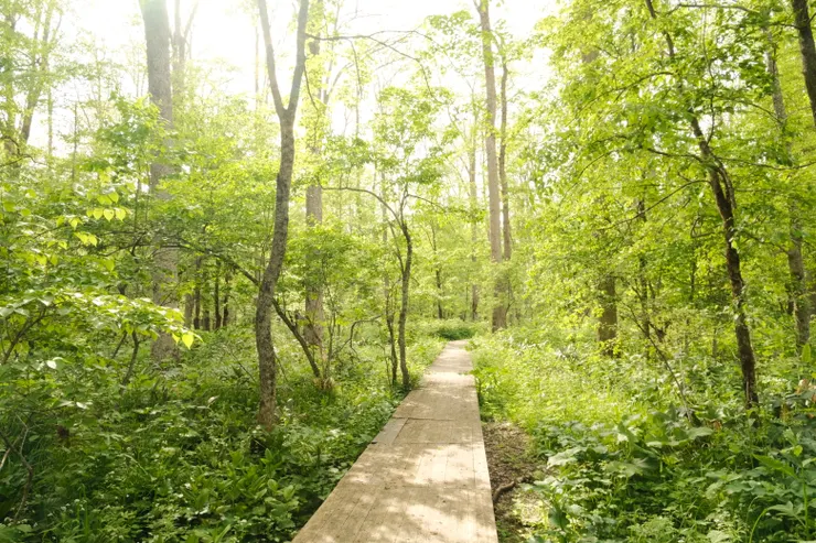 美馬牛之森的明亮光線