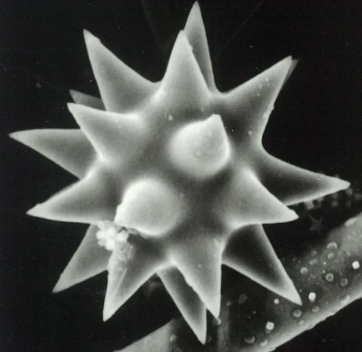 海綿體內的骨針的形狀與化學組成是分類的關鍵依據