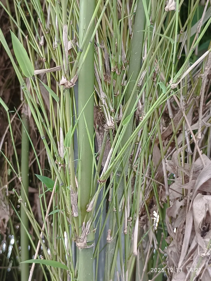 相對唐竹兩無言