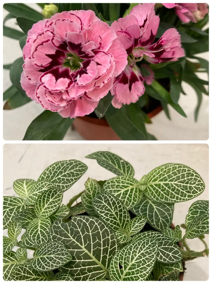 準備一盆康乃馨跟一盆白網紋草