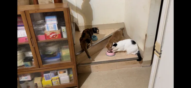 牛仔搶食都是用左手！