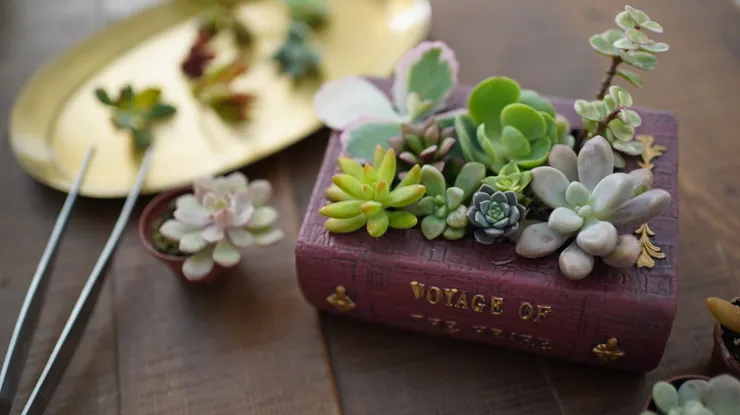 Ching組盆設計，迷你多肉植物小夥伴太可愛了/ Ching拍照