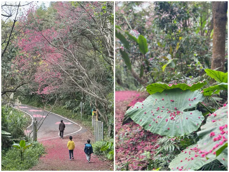 新竹橫山大崎棟櫻花步道