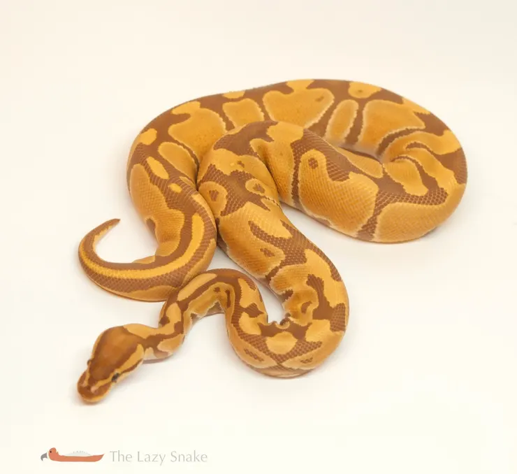 Ultramel 超級焦糖球蟒亞成體