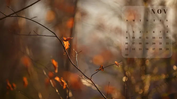 202511月曆桌布 落葉知秋