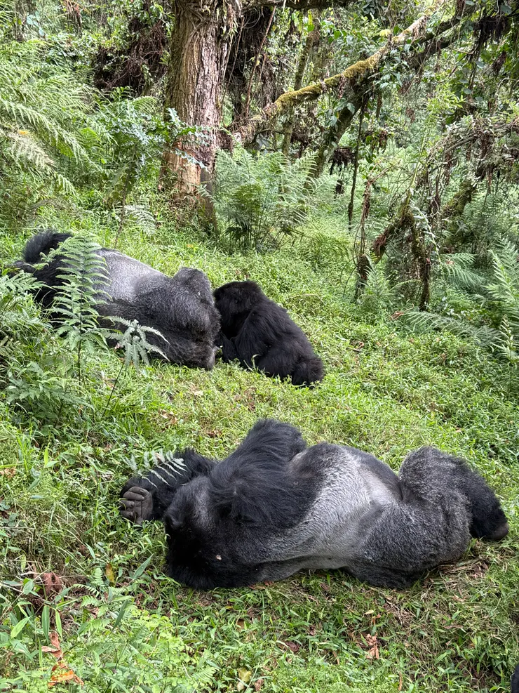 雖然在午睡有點可惜但看到還是很感動呢