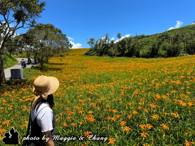 草帽的女孩靜靜站在田邊，眼神隨著微風搖曳的金針花望去。滿山遍野的橘黃色花朵在陽光下閃耀，如同金色的波浪延伸到天際。女孩的身影融入這片花海之中，既恬靜又浪漫，仿佛時間在這一刻凝結，只剩下花與人對望的純粹美好。