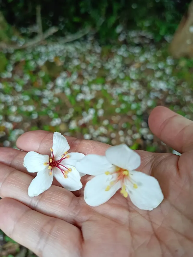 不論黃色還是紅色蕊心，通通都是公的，只是年輕跟年老的差別