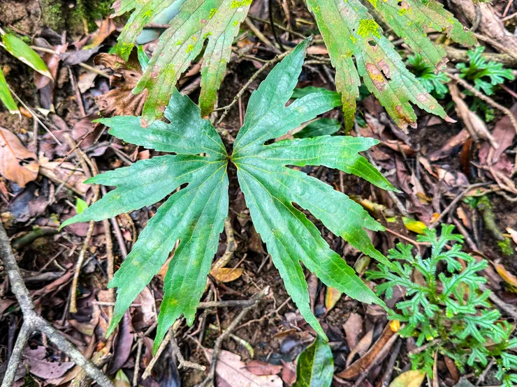 往石坑山看到淡蘭古道的標誌。 是侏羅紀時代之前就出現在地球上的雙扇蕨，葉脈保有二叉分支的古老特徵，可說是蕨類中的活化石。目前僅於亞洲少數地區可見，也是台灣唯一的雙扇蕨科植物，相當珍稀，因其珍貴意義，雙扇蕨成為淡蘭古道識別系統的代表標誌。（資料來源：新北市觀光旅遊網）