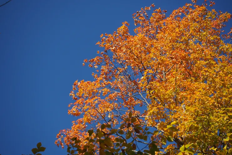 耀眼的黃金楓葉