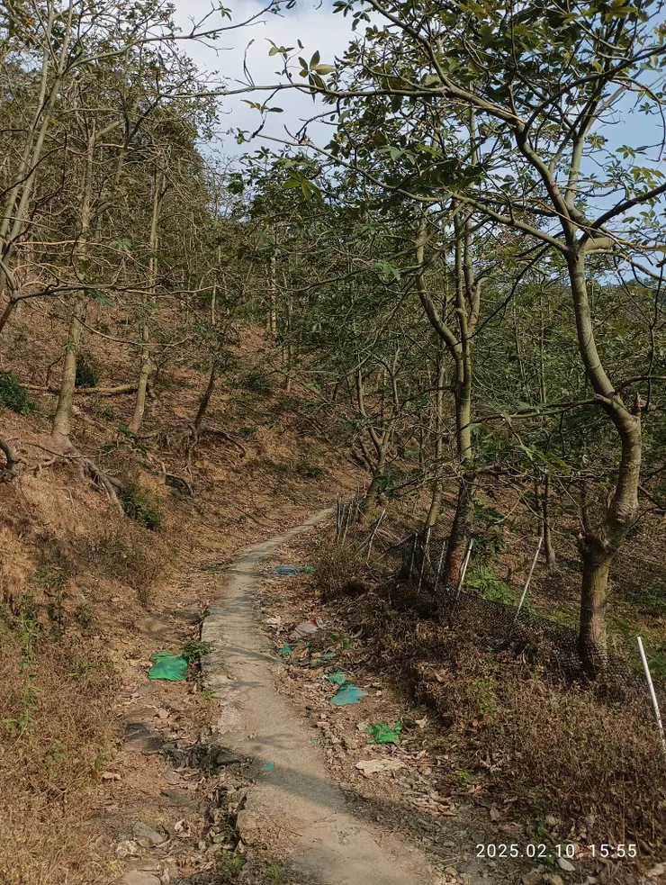 馬拉巴栗林，自拍攝