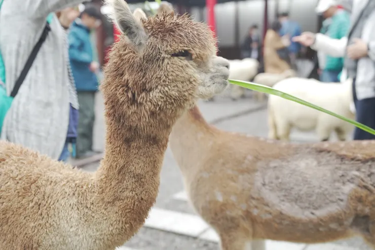 一邊吃草一邊幸福地瞇起眼睛的羊駝。(攝影/曾耀玄)
