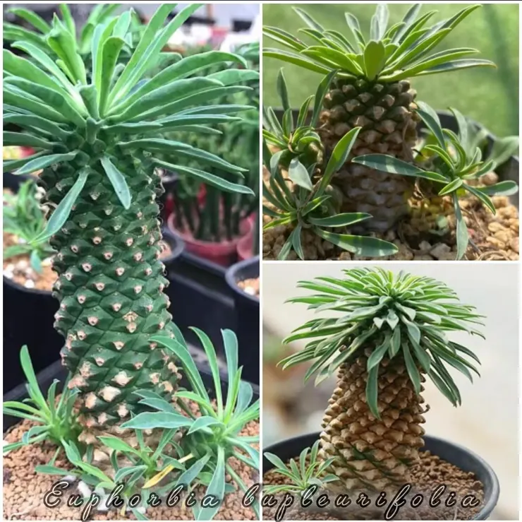 鐵甲麒麟(Euphorbia bupleurifolia)