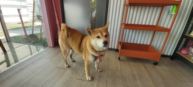 可愛店狗～雪碧