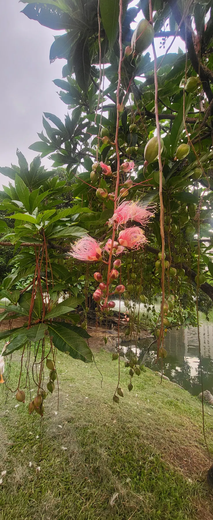 中興湖畔玉蕊開(李建崑攝影)