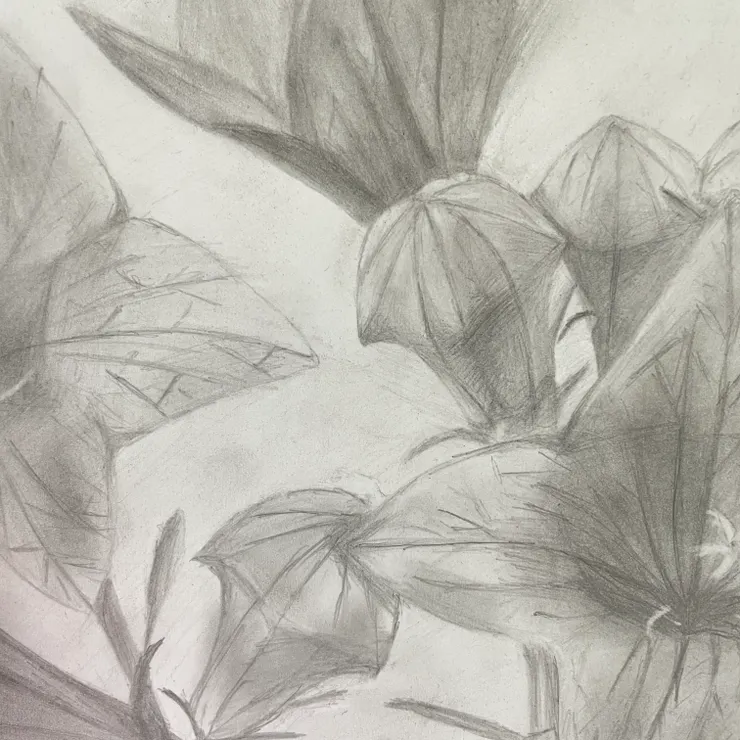 同樣是畫植物，這張感覺「有點亂」