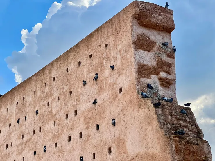 老城牆是鴿子的休憩站