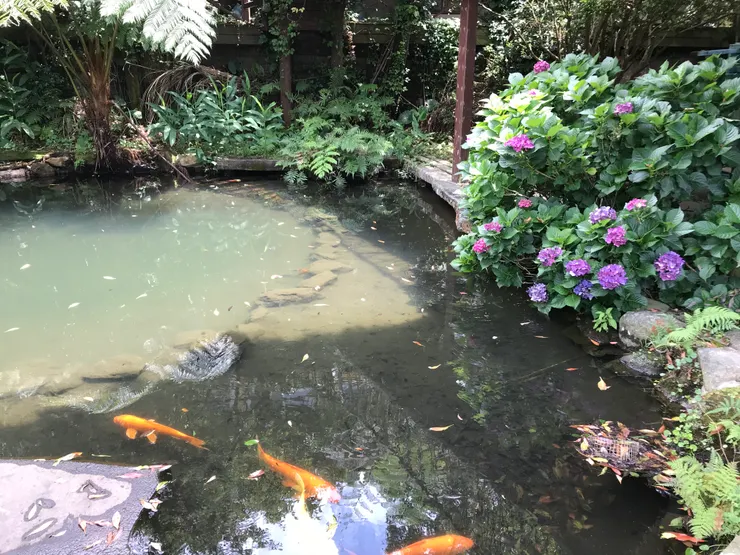 歐風城堡旁有錦鯉及繡球花