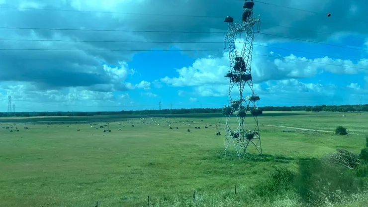自動澆灌設施和草地上放牧的牛羊，電塔上有鸛鳥的巢。