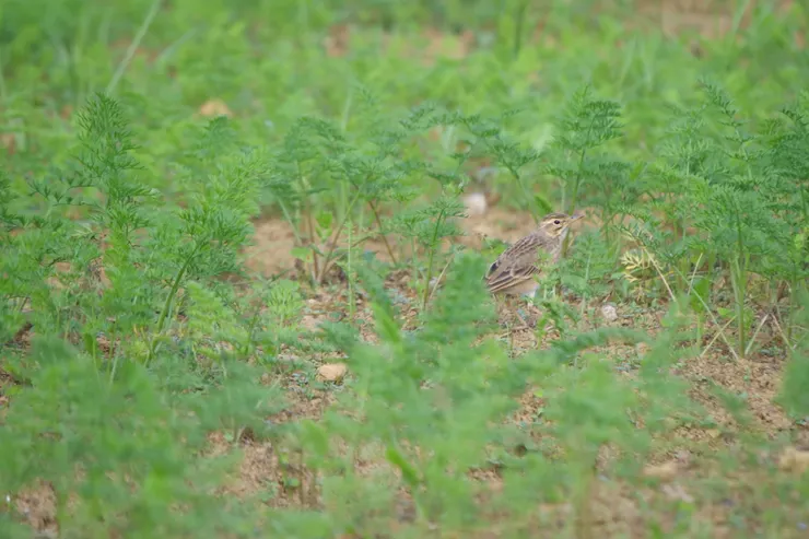 Paddy Field Pipit