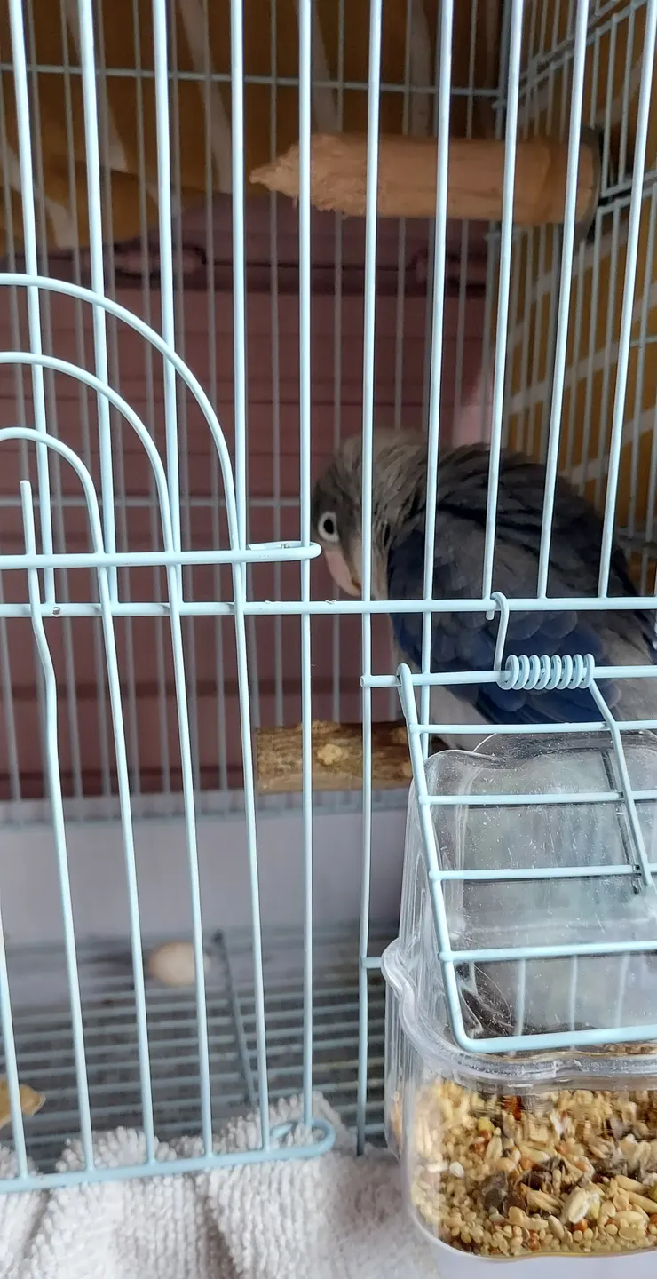 『老娘是母的』