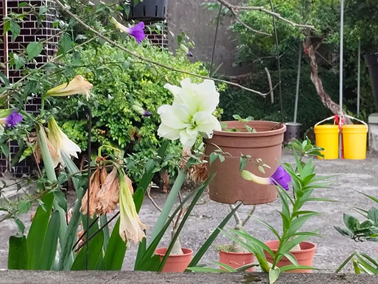 白色重瓣的孤挺花