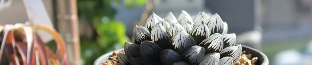 Kent&Allen多肉小站的沙龍