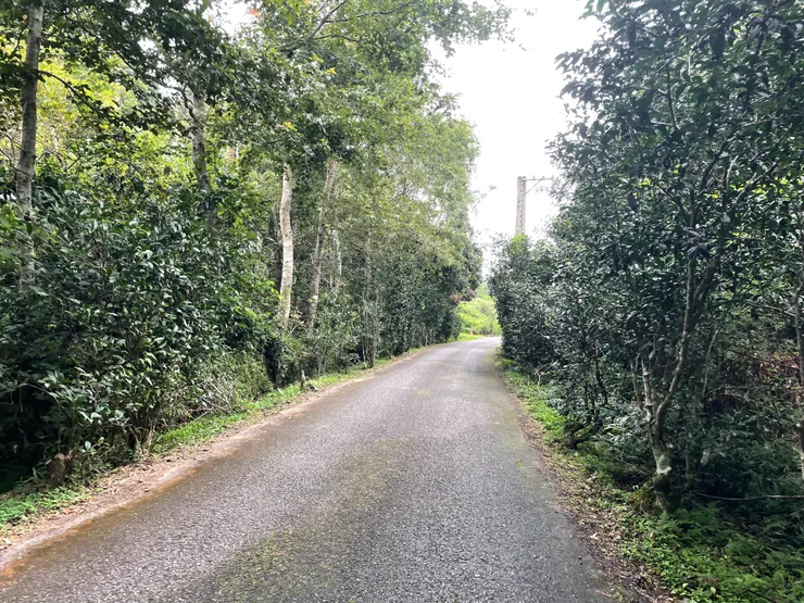 一開始的路會長這樣,但還好沒坡度也不會到很滑