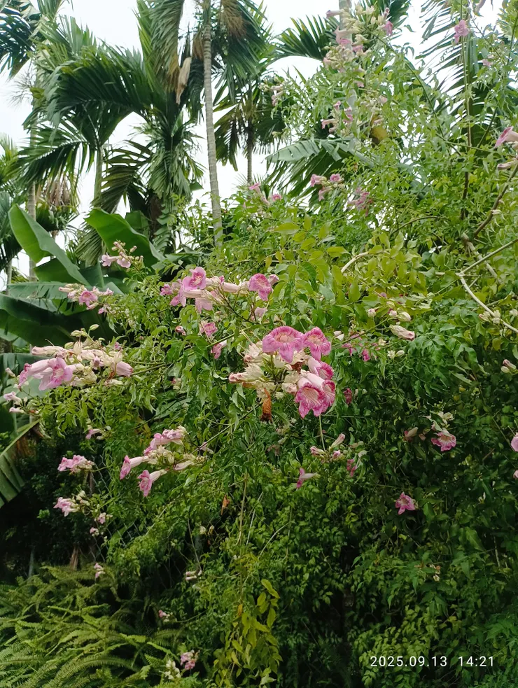渠岸一樹紫雲花，自拍攝